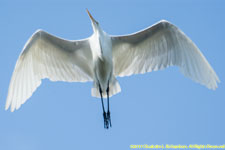 white egret